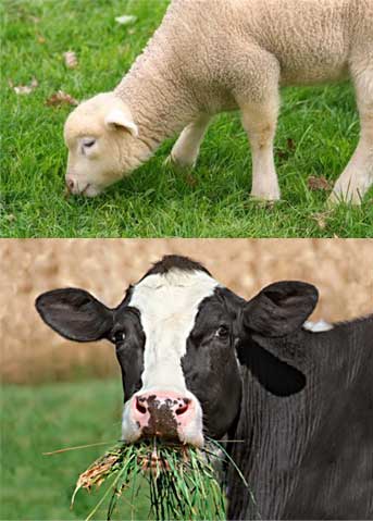 Little cute sheep eating green grass and cow eating grass